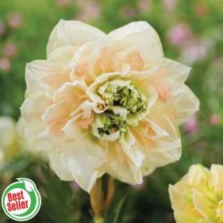 Petticoat Rose Daffodil Thumbnail